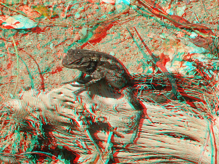 California Brown Lizard.png